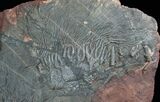 x Scyphocrinites Crinoid Plate - Morocco #13259-2
